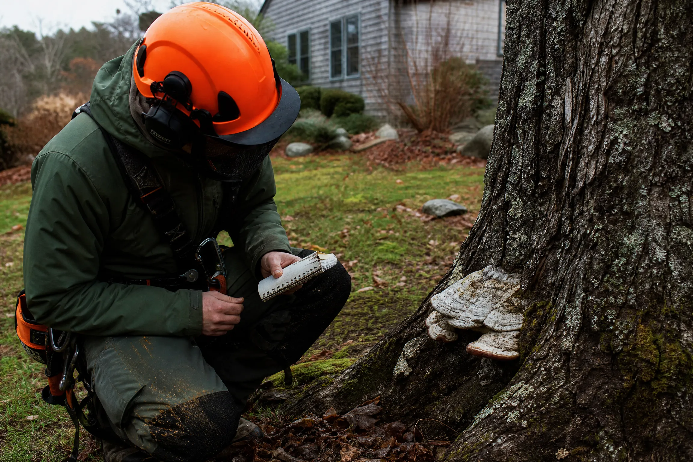 Arborist in helmet crouched at the base of a mature tree, taking notes beside fungal conks growing from the trunk