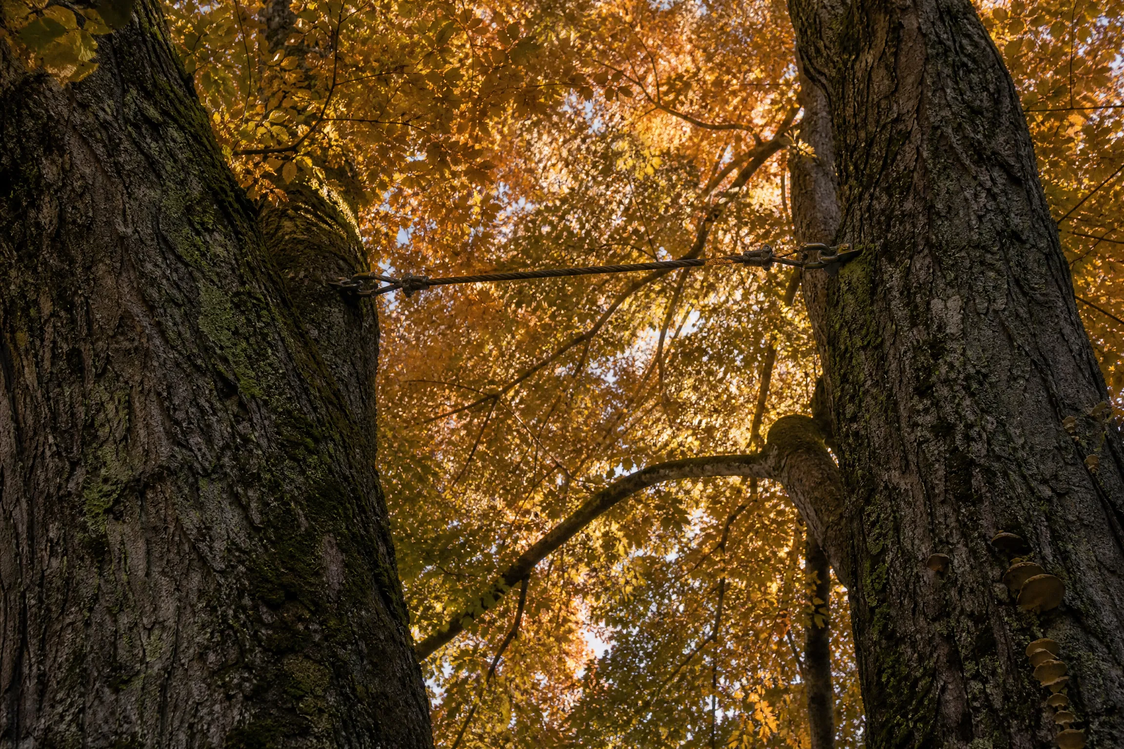 Steel support cable installed high between two co-dominant stems of a large maple, seen from below in autumn