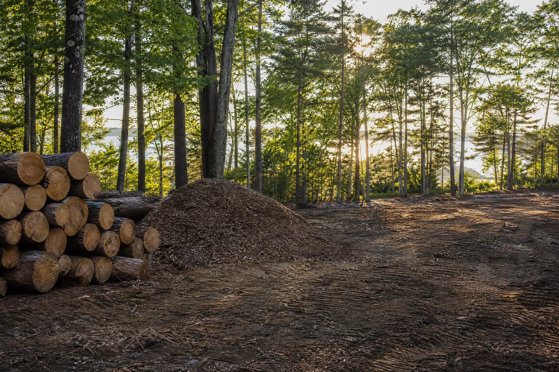 Selectively cleared lot edge at sunrise: stacked logs, wood chip pile, and healthy standing trees left in place