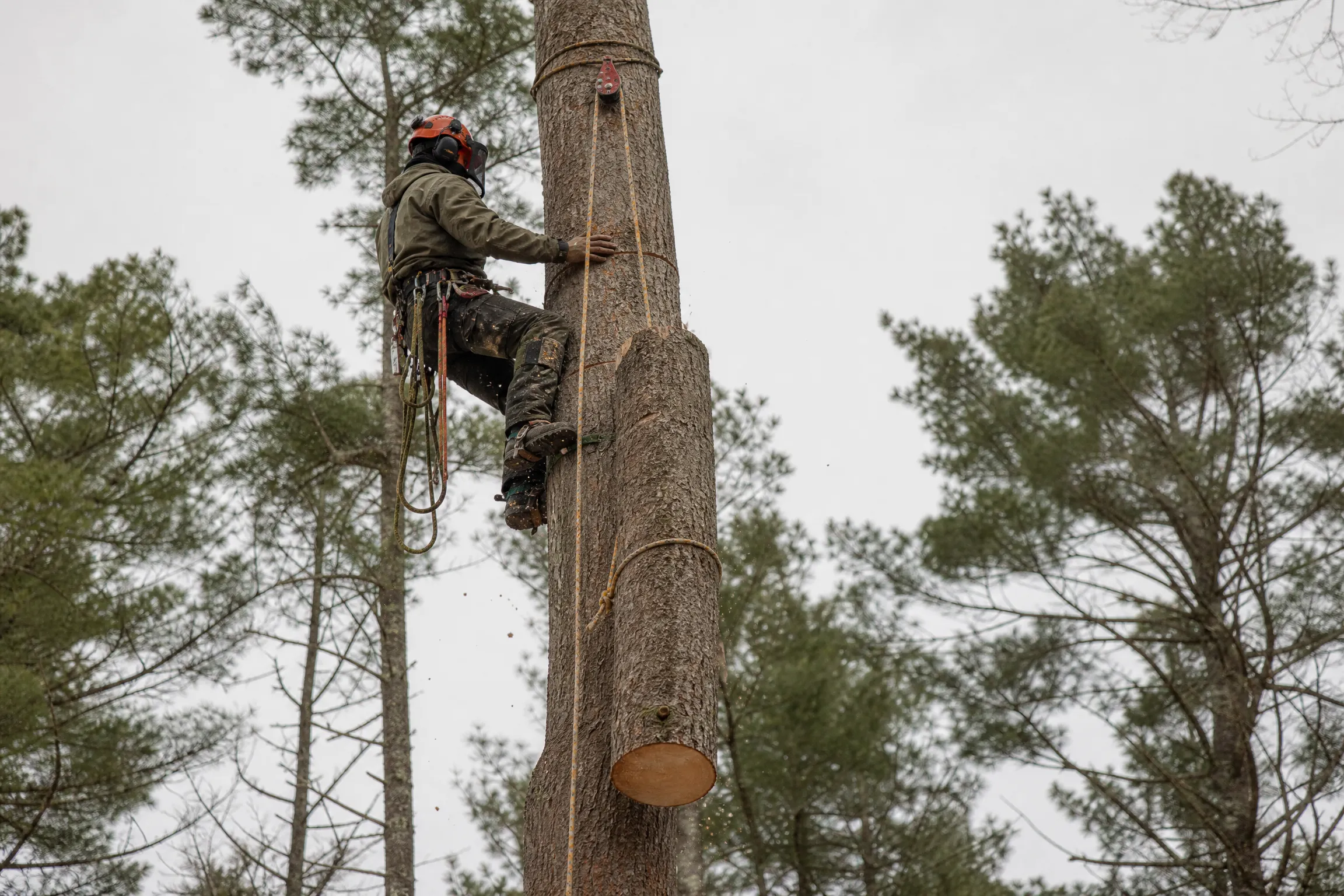 Climber in full safety gear high in a pine, lowering a cut trunk section on a rigging rope and pulley