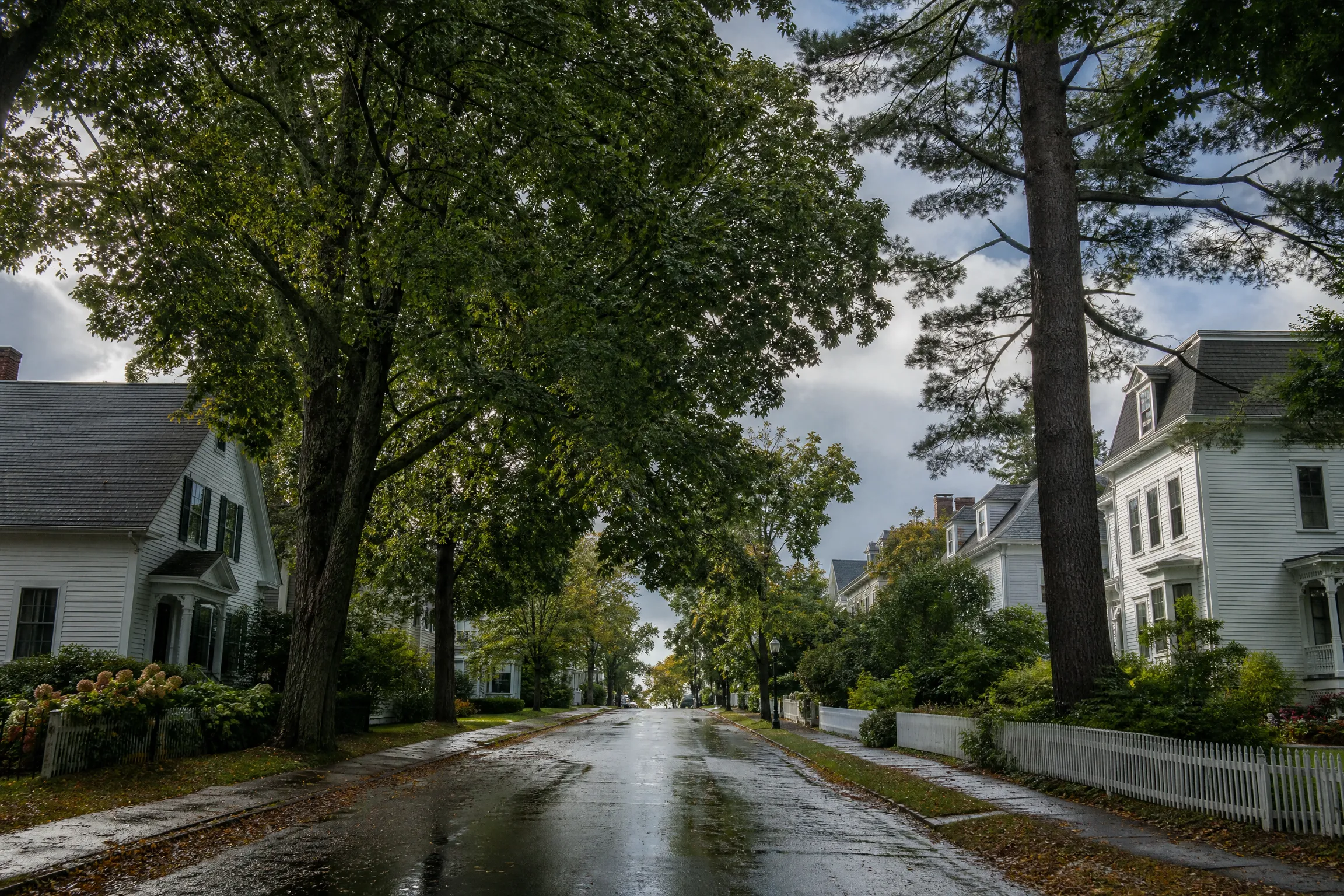 Towering mature maples and a white pine over classic white clapboard homes on a quiet Portland-area street after rain