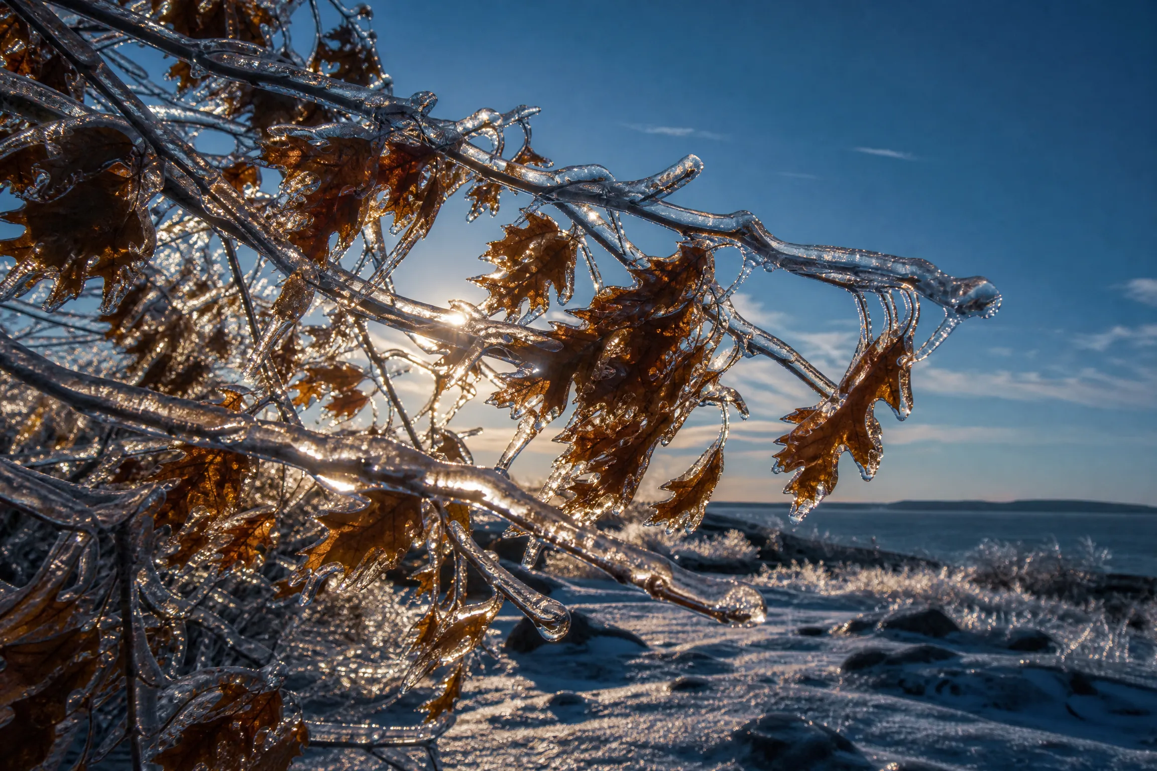 Oak branches and leaves encased in clear ice after a Maine ice storm, backlit by low winter sun